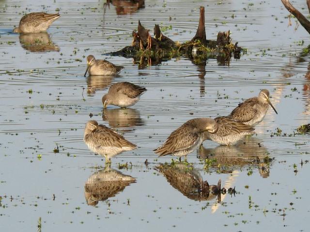 Long-billed Dowitchers